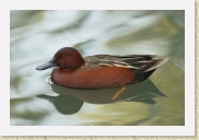 DSC_4352 Cinnamon Teal * 700 x 467 * (125KB)